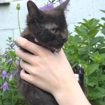 Lemur -  Domestic Short Hair Cat for Adoption in Johnstown, Pennsylvania - Lemur | PetCurious