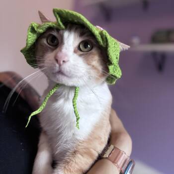 Tommy -  Domestic Short Hair Cat for Adoption in Pearland, Texas - Tommy | PetCurious