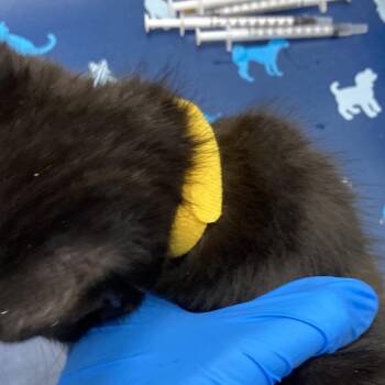 American Shorthair Cats Available for Adoption - Pablo Picasso | PetCurious