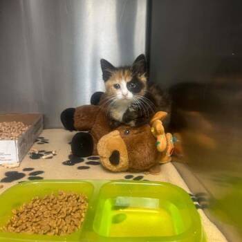 Elmira -  Domestic Short Hair Cat for Adoption in Rocky Mount, Virginia - Elmira | PetCurious