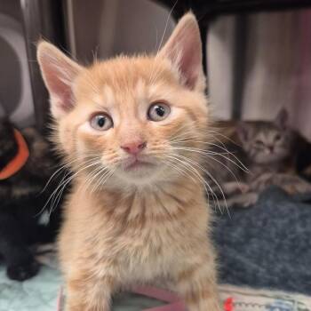 American Shorthair Cats Available for Adoption in Kingman, Kansas - Syrus | PetCurious