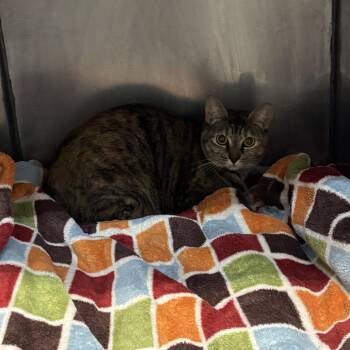 Domestic Short Hair Cats Available for Adoption - Best Wishes | PetCurious