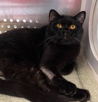 Domestic Short Hair Cats Available for Adoption in Columbia, Tennessee - Aang | PetCurious