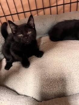 Rescue Domestic Medium Hair Cats for Adoption in Jurupa Valley, California - Ra | PetCurious