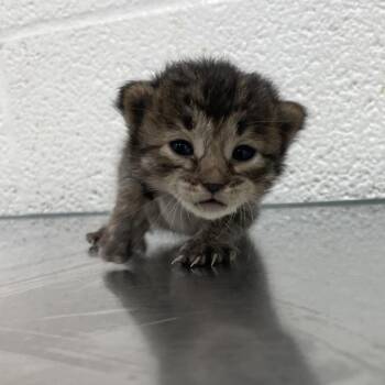 Ms. Burger G1 -  Domestic Short Hair Cat Available for Adoption in Leander, Texas - Ms. Burger G1 | PetCurious