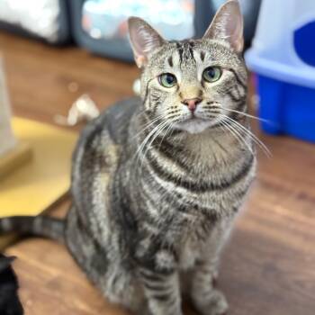 Rescue Domestic Short Hair Cats for Adoption in Port Richey, Florida - Rizzoli | PetCurious