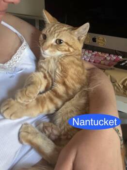 Nantucket -  Domestic Short Hair Cat for Adoption in Hazlet, New Jersey - Nantucket | PetCurious