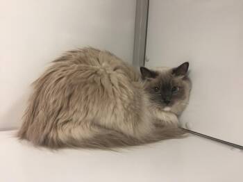 Latte / Moka -  Ragdoll Cat Available for Adoption in Youngtown, Arizona - Latte / Moka | PetCurious