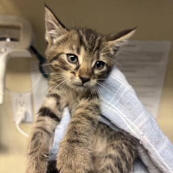 Crumble -  Domestic Short Hair Cat for Adoption in Pasadena, California - Crumble | PetCurious