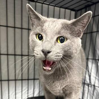 Theodore -  Domestic Short Hair Cat for Adoption in Normal, Illinois - Theodore | PetCurious