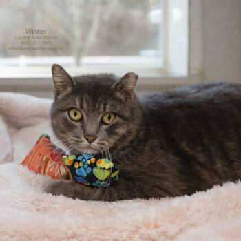 Domestic Short Hair Cats Available for Adoption - Winter | PetCurious