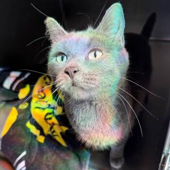 Domestic Short Hair Cats Available for Adoption in Council Bluffs, Iowa - Pawla | PetCurious