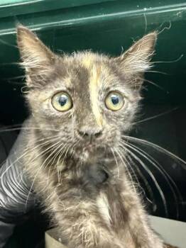 Thing 1 -  Domestic Short Hair Cat for Adoption in El Paso, Texas - Thing 1 | PetCurious