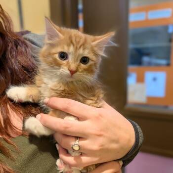 Laura -  Domestic Medium Hair Cat Available for Adoption in Accident, Maryland - Laura | PetCurious