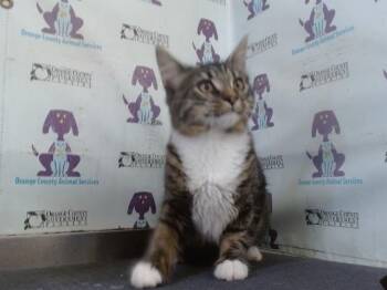 A606356 -  Domestic Short Hair Cat for Adoption in Orlando, Florida - A606356 | PetCurious