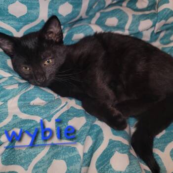 Domestic Short Hair Cats Available for Adoption in Granville, Ohio - Wybie | PetCurious