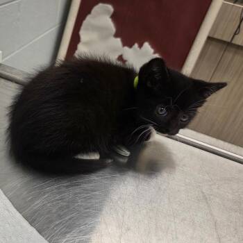 Surge -  Domestic Short Hair Cat for Adoption in Chattanooga, Tennessee - Surge | PetCurious