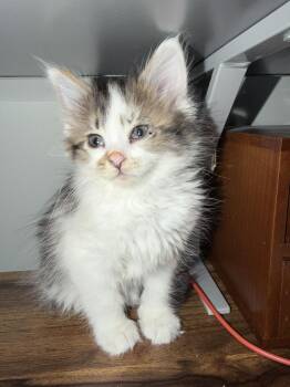 Domestic Medium Hair Cats Available for Adoption in Ferndale, Michigan - Grumbles | PetCurious