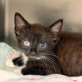Little Guy -  Domestic Short Hair Cat for Adoption in West Palm Beach, Florida - Little Guy | PetCurious