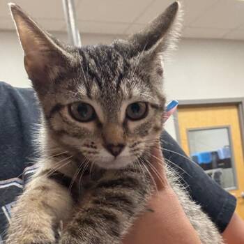 June - 071101U -  Domestic Short Hair Cat for Adoption in Tupelo, Mississippi - June - 071101U | PetCurious