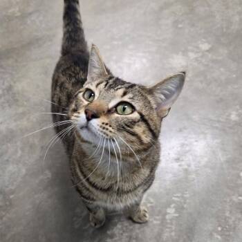 Hummus -  Domestic Short Hair Cat for Adoption in Chilton, Wisconsin - Hummus | PetCurious