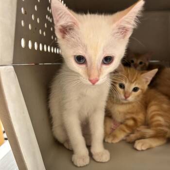 Draco -  Domestic Short Hair Cat for Adoption in Durango, Colorado - Draco | PetCurious