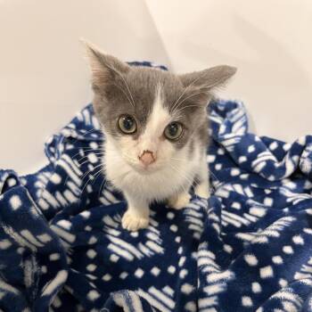Shrek -  Domestic Short Hair Cat for Adoption in Washburn, Missouri - Shrek | PetCurious