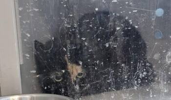Domestic Medium Hair and Domestic Short Hair Cats Available for Adoption in Edgewood, New Mexico - Tajin | PetCurious