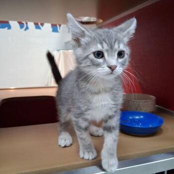 Mickey -  Domestic Medium Hair Cat for Adoption in Lake Havasu City, Arizona - Mickey | PetCurious