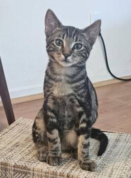 INDY -  Domestic Short Hair Cat for Adoption in Burbank, California - INDY | PetCurious