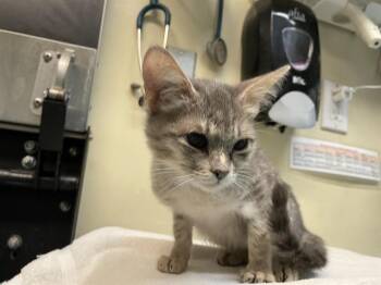 Rescue Domestic Short Hair Cats for Adoption in Pasadena, California - A525282 | PetCurious