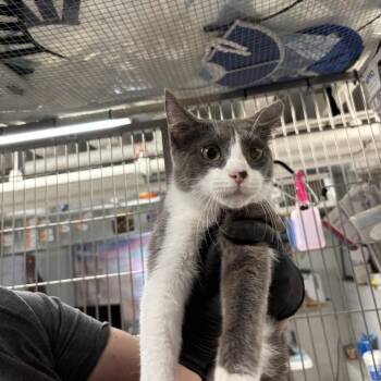 Domestic Medium Hair Cats Available for Adoption in New York, New York - Ash | PetCurious