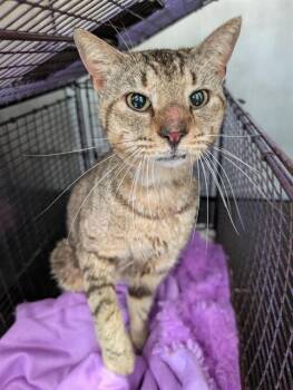 HOMER -  Domestic Short Hair Cat for Adoption in San Antonio, Texas - HOMER | PetCurious