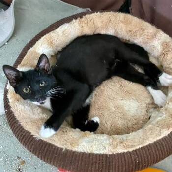 Singer -  Domestic Short Hair Cat for Adoption in Jupiter, Florida - Singer | PetCurious