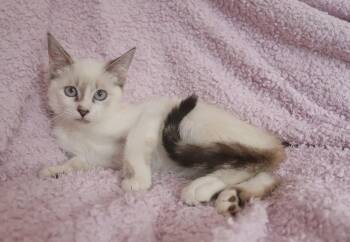 Birdie -  Siamese Cat for Adoption in St. Augustine, Florida - Birdie | PetCurious
