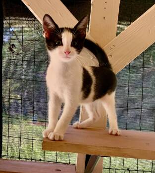 Tuxedo Cats Available for Adoption - Ross | PetCurious