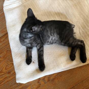 Spike -  Domestic Short Hair and Tabby Cat for Adoption in Providence Forge, Virginia - Spike | PetCurious