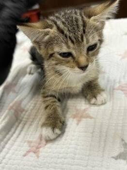 Susie -  Domestic Short Hair Cat for Adoption in Largo, Florida - Susie | PetCurious