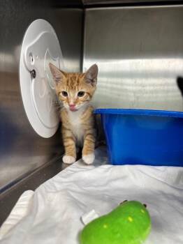 Habanero -  Domestic Medium Hair Cat for Adoption in Danielsville, Georgia - Habanero | PetCurious