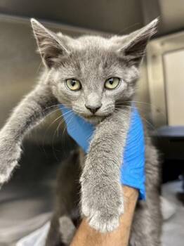 The Mastermind -  Domestic Short Hair Cat for Adoption in Wichita, Kansas - The Mastermind | PetCurious
