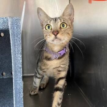 Kelly -  Domestic Short Hair Cat for Adoption in West Palm Beach, Florida - Kelly | PetCurious