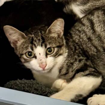 Rescue Domestic Short Hair Cats for Adoption in Houston, Texas - Shirley | PetCurious