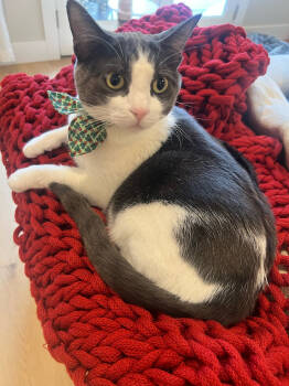 Rescue Domestic Short Hair Cats for Adoption in Redmond, Washington - Jr. Painkiller | PetCurious