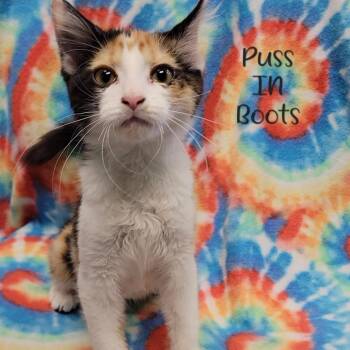 Puss In Boots -  Domestic Short Hair Cat for Adoption in Parkersburg, West Virginia - Puss In Boots | PetCurious