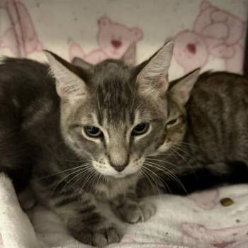 Huey -  Domestic Medium Hair Cat for Adoption in Las Vegas, Nevada - Huey | PetCurious