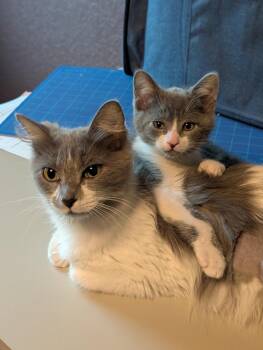 Domestic Short Hair Cats Available for Adoption in San Antonio, Texas - Boris | PetCurious