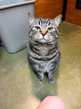 Mindy -  Tabby Cat for Adoption in Burnaby, British Columbia - Mindy | PetCurious