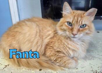 Fanta -  Domestic Long Hair Cat for Adoption in Rome, Georgia - Fanta | PetCurious