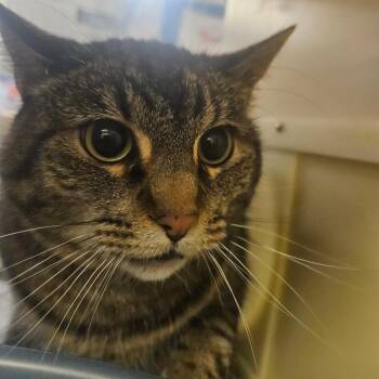 Kiara -  Domestic Short Hair Cat for Adoption in Grantsville, Utah - Kiara | PetCurious