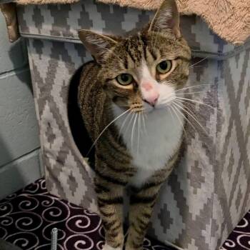 Marcel -  Domestic Short Hair Cat for Adoption in Smithtown, New York - Marcel | PetCurious